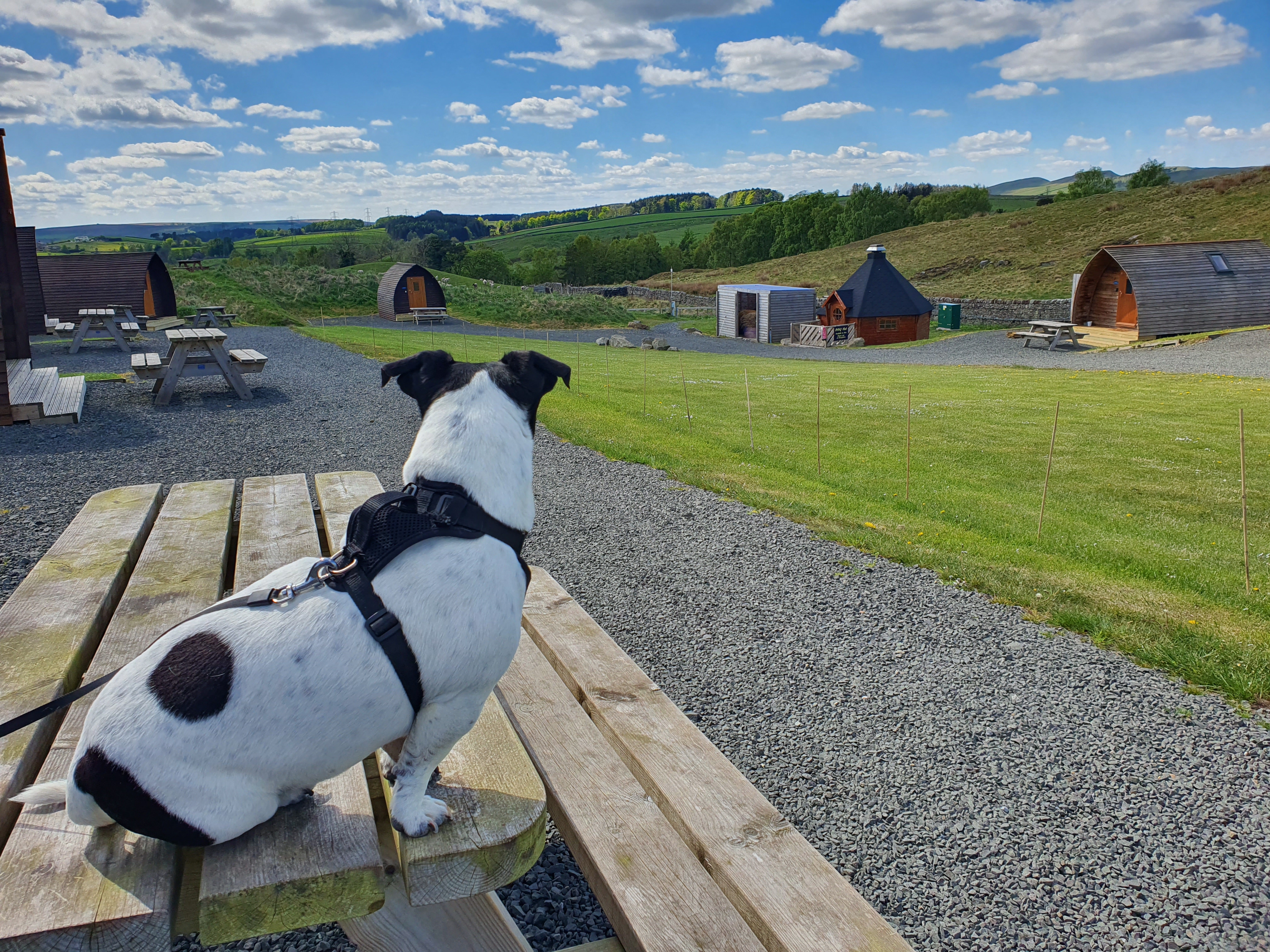 Dog looking over the fields at Herding Hill Farm