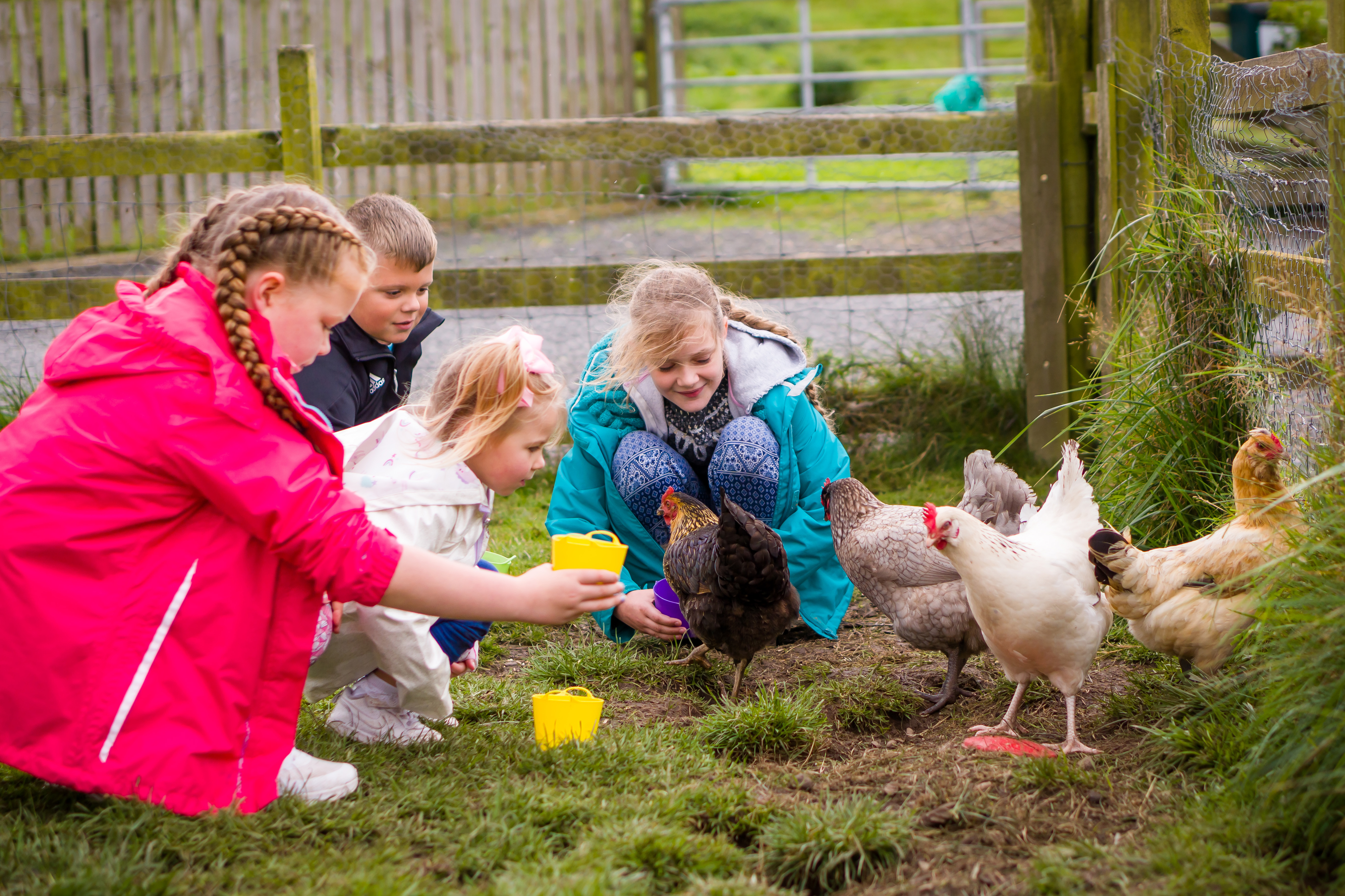 The spice girls, our chickens