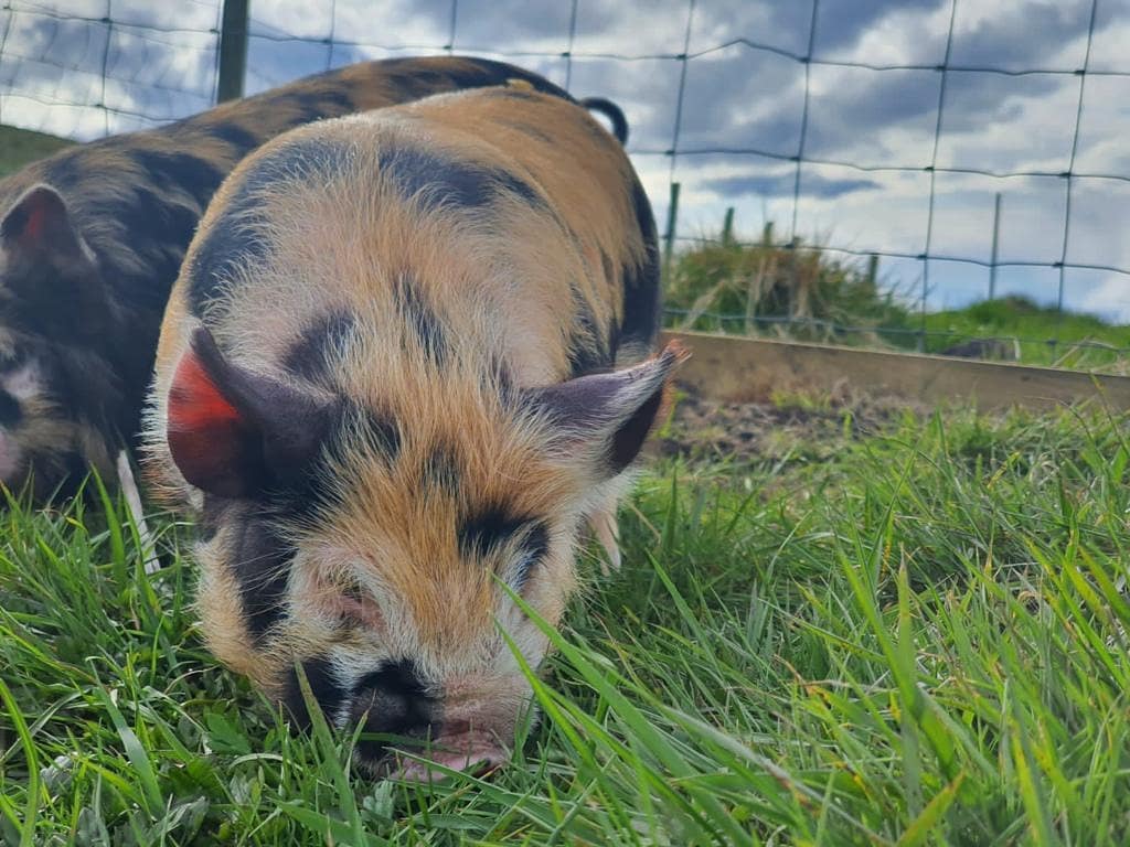 Our beautiful pig 