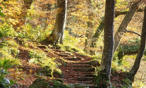 Allen Banks & Staward Gorge