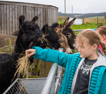 Animal Petting Farm