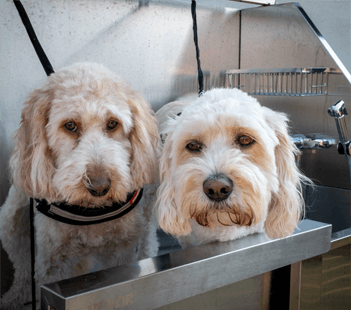 Hot Water Dog Wash
