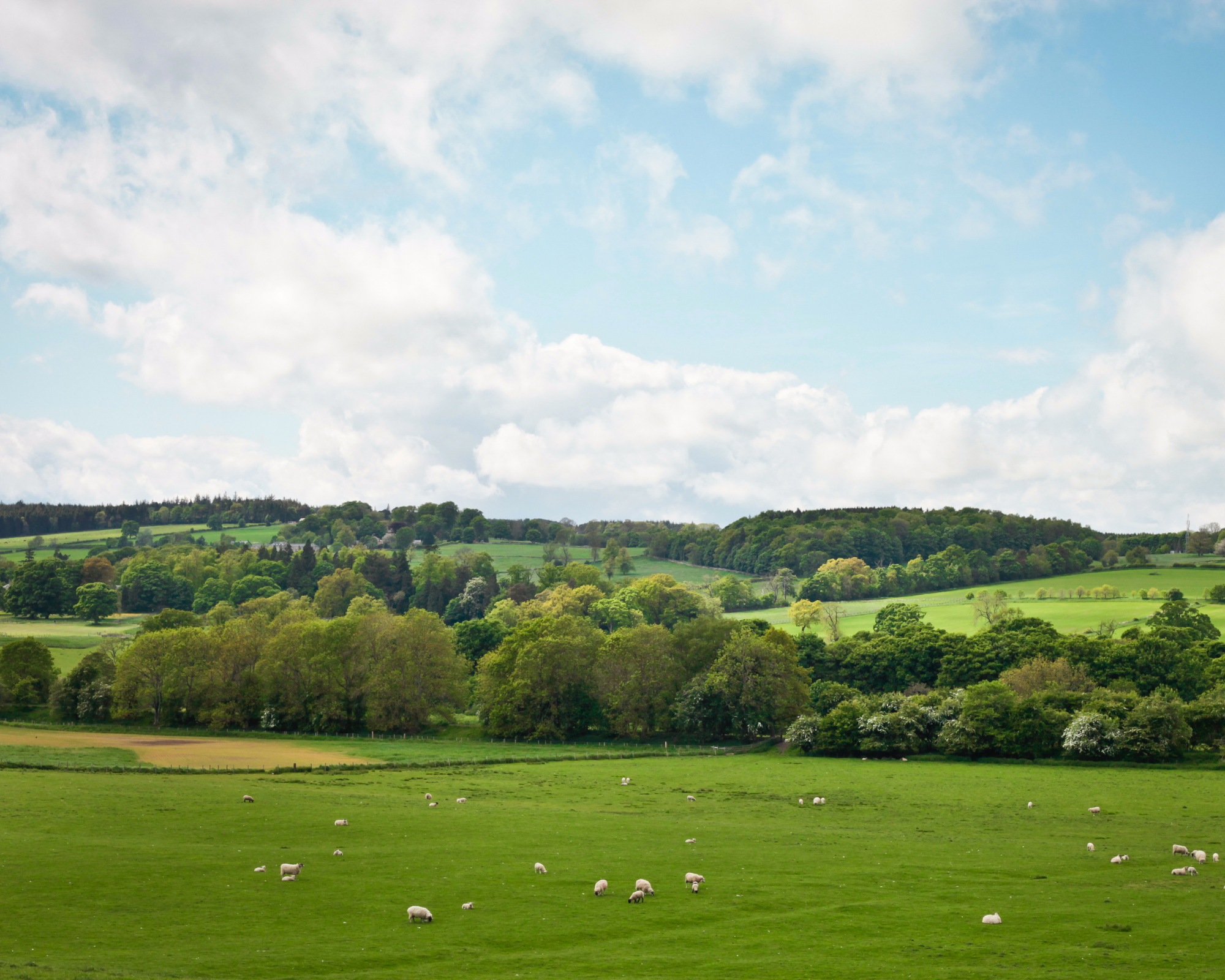 The Fields Of Northumberland Filled With Sheep