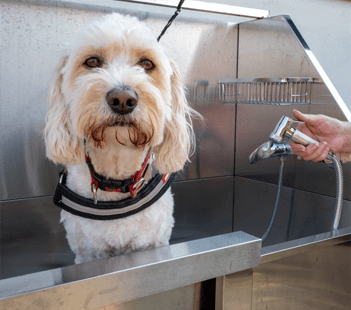 Dog Wash