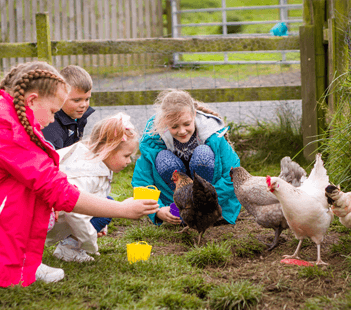 Animal Petting Farm