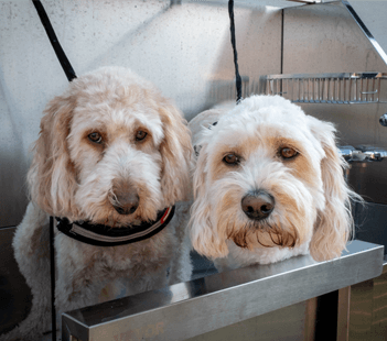 Hot Water Dog Wash
